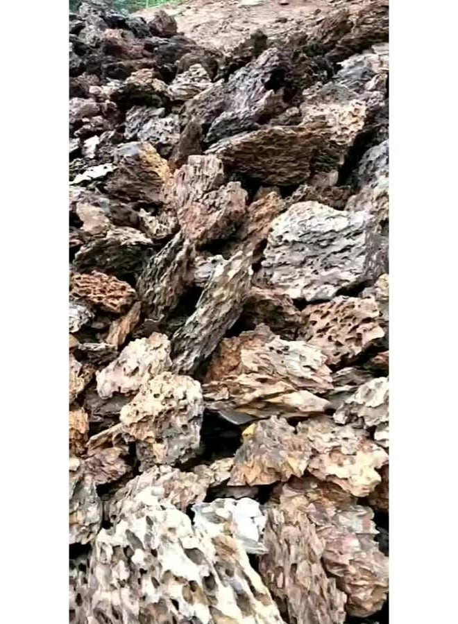 عشب مائي طبيعي خام لتزيين أحواض السمك الصخرية - 1 كجم - Image 5